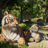 Planet Zoo 2 - Pre - Purchase, Steam Gift