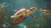 Planet Zoo 2, Steam Gift