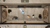 Restore Your Island, Steam Gift
