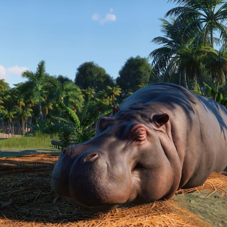 Игра Planet Zoo для PC / ПК, активация в стим Steam для региона РФ / Россия цифровой ключ