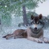 Игра Planet Zoo Deluxe Edition для PC / ПК, активация в стим Steam для региона РФ / Россия цифровой ключ