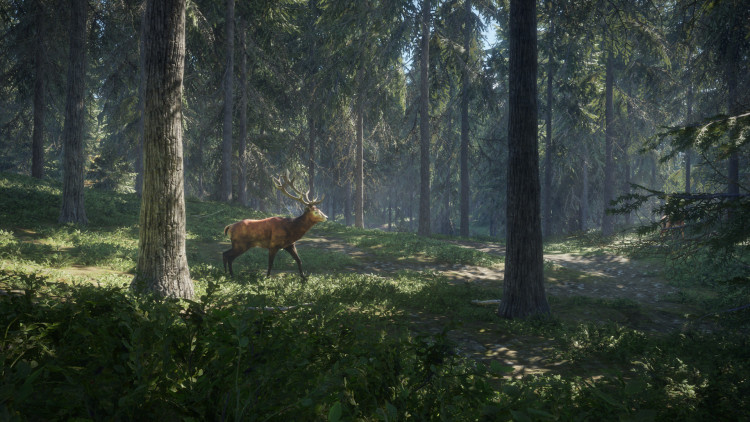 theHunter: Call of the Wild™, Steam Gift